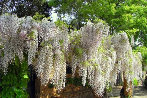 Wisteria glicynia chińska biała.