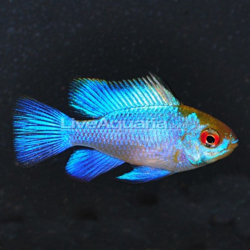 Ryba Pielęgniczka Ramireza Electric Blue