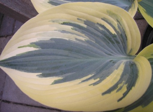 Hosta 'Valley's Glacier' - Funkia KONTRASTOWA XL