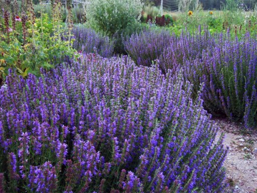 ZÁHRADNÝ YZOP (HYSSOPUSS OFFICINALIS) 200 SEMIEN