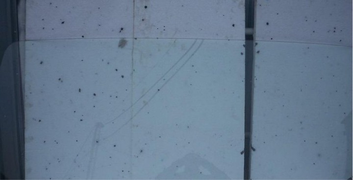 фото №1, Скло перед передня mitsubishi daf 735x1745